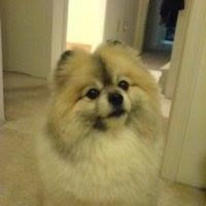 Meet your Posher, Peggy